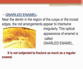 • GNARLED ENAMEL:
Near the dentin in the region of the cusps or the incisal
edges, the rod arrangements appear to Intertwine
irregularly. This optical
appearance of enamel is
called
GNARLED ENAMEL.
It is not subjected to fracture as much as a regular
enamel.
 