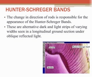 HUNTER-SCHREGER BANDS
• The change in direction of rods is responsible for the
appearance of the Hunter-Schreger Bands.
• These are alternative dark and light strips of varying
widths seen in a longitudinal ground section under
oblique reflected light.
 
