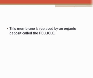 • This membrane is replaced by an organic
deposit called the PELLICLE.
 