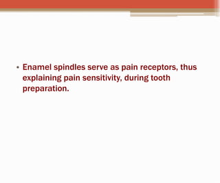 • Enamel spindles serve as pain receptors, thus
explaining pain sensitivity, during tooth
preparation.
 