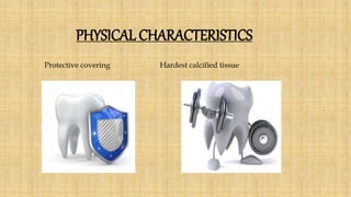 PHYSICAL CHARACTERISTICS
Protective covering Hardest calcified tissue
 