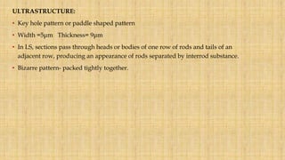 ULTRASTRUCTURE:
• Key hole pattern or paddle shaped pattern
• Width =5μm Thickness= 9μm
• In LS, sections pass through heads or bodies of one row of rods and tails of an
adjacent row, producing an appearance of rods separated by interrod substance.
• Bizarre pattern- packed tightly together.
 