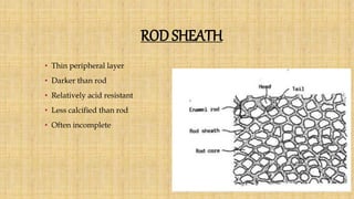 ROD SHEATH
• Thin peripheral layer
• Darker than rod
• Relatively acid resistant
• Less calcified than rod
• Often incomplete
 