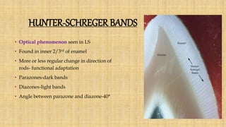 HUNTER-SCHREGER BANDS
• Optical phenomenon seen in LS
• Found in inner 2/3rd of enamel
• More or less regular change in direction of
rods- functional adaptation
• Parazones-dark bands
• Diazones-light bands
• Angle between parazone and diazone-40°
 