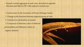 • Enamel crystals aggregate in each zone, deviated in opposite
direction and tilted to 50° with respect to central axis.
• Controversies in the formation of Hunter Schreger bands:
1. Change in the direction between adjacent group of rods
2. Variation in calcification of enamel
3. Composed of alternate zones of different
permeability and different content of
organic material
 