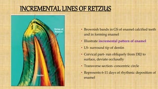 INCREMENTAL LINES OF RETZIUS
• Brownish bands in GS of enamel calcified teeth
and in forming enamel
• Illustrate incremental pattern of enamel
• LS- surround tip of dentin
• Cervical part- run obliquely from DEJ to
surface, deviate occlusally
• Transverse section- concentric circle
• Represents 6-11 days of rhythmic deposition of
enamel
 