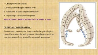 • Other proposed causes:
1. Periodic bending of enamel rods
2. Variations in basic organic structure
3. Physiologic calcification rhythm
MEAN DAILY FORMATION OF ENAMEL = 4μm
CLINICAL CORRELATION :
Accentuated incremental lines can also be pathological,
caused by metabolic and systemic disturbances such as
exanthematous fever that affects enamel formation.
 