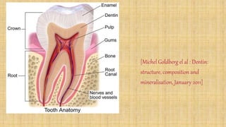 [Michel Goldberg el al : Dentin:
structure, composition and
mineralisation, January 2011]
 