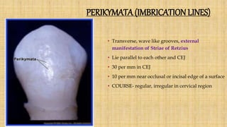 PERIKYMATA (IMBRICATION LINES)
• Transverse, wave like grooves, external
manifestation of Striae of Retzius
• Lie parallel to each other and CEJ
• 30 per mm in CEJ
• 10 per mm near occlusal or incisal edge of a surface
• COURSE- regular, irregular in cervical region
 