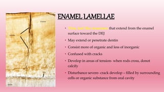 ENAMEL LAMELLAE
• Thin, leaf like structures that extend from the enamel
surface toward the DEJ
• May extend or penetrate dentin
• Consist more of organic and less of inorganic
• Confused with cracks
• Develop in areas of tension- when rods cross, donot
calcify
• Disturbance severe- crack develop – filled by surrounding
cells or organic substance from oral cavity
 