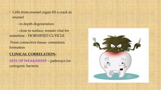 • Cells from enamel organ fill a crack in
enamel
- in depth degeneration
- close to surface, remain vital for
sometime – HORNIFIED CUTICLE
From connective tissue- cementum
formation
CLINICAL CORRELATION-
SITE OF WEAKNESS!! – pathways for
cariogenic bacteria
 