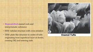 • Hypocalcified enamel rods and
interprismatic substance
• SEM- tubular structure with cross striation
• TEM- plate like structure in centre of tufts
originating from superficial layer of dentin,
crossing DEJ and entering tufts
 