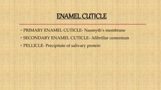 ENAMEL CUTICLE
• PRIMARY ENAMEL CUTICLE- Nasmyth’s membrane
• SECONDARY ENAMEL CUTICLE- Afibrillar cementum
• PELLICLE- Precipitate of salivary protein
 