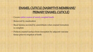 ENAMEL CUTICLE (NASMYTH’S MEMBRANE/
PRIMARY ENAMEL CUTICLE)
• Covers entire crown of newly erupted tooth
• Removed by mastication
• Basal lamina secreted by ameloblasts when enamel formation
is complete
• Protects enamel surface from resorption by adjacent vascular
tissue prior to eruption of teeth
 