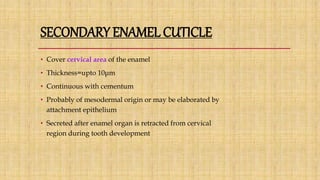 SECONDARY ENAMEL CUTICLE
• Cover cervical area of the enamel
• Thickness=upto 10μm
• Continuous with cementum
• Probably of mesodermal origin or may be elaborated by
attachment epithelium
• Secreted after enamel organ is retracted from cervical
region during tooth development
 