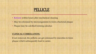 PELLICLE
• Reform within hours after mechanical cleaning
• May be colonised by microorganisms to form a bacterial plaque
• Plaque may be calcified forming calculus
CLINICAL CORRELATION-
If not removed, the pellicle can get colonized by microbes to form
plaque which subsequently lead to caries.
 