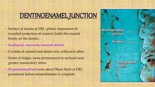 DENTINOENAMEL JUNCTION
• Surface of dentin at DEJ –pitted, depression fit
rounded projection of enamel, holds the enamel
firmly on the dentin.
• Scalloped, convexity towards dentin
• Crystals of enamel and dentin mix with each other
• Series of ridges- more pronounced in occlusal area-
greater masticatory stress
• Hypermineralised zone about 30μm thick at DEJ-
prominent before mineralisation is complete
 