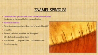 ENAMEL SPINDLES
• Odontoblastic process that cross the DEJ into enamel,
thickened at their end before mineralisation
• Hypomineralised
• Direction corresponds to direction of ameloblast(90°
• to dentin)
• Enamel rods and spindles are divergent
• GS- dark in transmitted light
• Width=5nm Length=70nm Diameter=2μm
• Seen in cusp tip
 