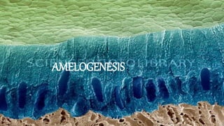 AMELOGENESIS
 