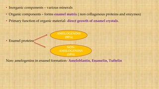 • Inorganic components – various minerals
• Organic components – forms enamel matrix ( non collagenous proteins and enzymes)
• Primary function of organic material- direct growth of enamel crystals.
• Enamel proteins
Non- amelogenins in enamel formation- Ameloblastin, Enamelin, Tuftelin
AMELOGENINS
(90%)
NON-
AMELOGENINS
(10%)
 