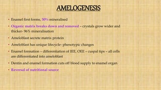 AMELOGENESIS
• Enamel first forms, 30% mineralised
• Organic matrix breaks down and removed – crystals grow wider and
thicker- 96% mineralisation
• Ameloblast secrete matrix protein
• Ameloblast has unique lifecycle- phenotypic changes
• Enamel formation – differentiation of IEE, OEE – cuspal tips – all cells
are differentiated into ameloblast
• Dentin and enamel formation cuts off blood supply to enamel organ
• Reversal of nutritional source
 