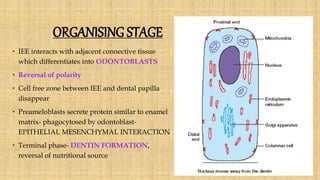 ORGANISING STAGE
• IEE interacts with adjacent connective tissue
which differentiates into ODONTOBLASTS
• Reversal of polarity
• Cell free zone between IEE and dental papilla
disappear
• Preameloblasts secrete protein similar to enamel
matrix- phagocytosed by odontoblast-
EPITHELIAL MESENCHYMAL INTERACTION
• Terminal phase- DENTIN FORMATION,
reversal of nutritional source
 