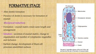 FORMATIVE STAGE
• After dentin formation
• Presence of dentin is necessary for formation of
enamel
(Reciprocal induction)
• Formation – enamel matrix retain same length and
arrangement
• Intiation – secretion of enamel matrix- change in
organisation and number of cytoplasmic organelles
and inclusion
• Earliest change- development of blunt cell
processes ameloblast surfaces
 