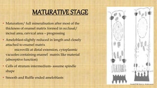 MATURATIVE STAGE
• Maturation/ full mineralisation after most of the
thickness of enamel matrix formed in occlusal/
incisal area, cervical area – progressing
• Ameloblast-slightly reduced in length and closely
attached to enamel matrix
microvilli at distal extension, cytoplasmic
vacuoles containing enamel matrix like material
(absorptive function)
• Cells of stratum intermedium- assume spindle
shape
• Smooth and Ruffle ended ameloblasts
 