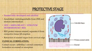 PROTECTIVE STAGE
• Enamel fully developed and calcified
• Ameloblast- indistinguishable from OEE and
stratum intermedium
• OEE + AMELOBLAST + STRATUM
INTERMEDIUM = REE
• REE protect mature enamel, separates it from
connective tissue till eruption
• Retraction of enamel organ from cervical edge
CLINICAL CORRELATION-
Contact occurs –afibrillar/ coronal cementum
formation on enamel or resorption
 