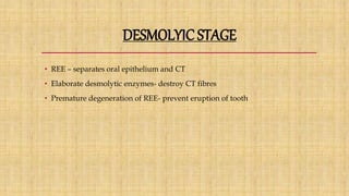 DESMOLYIC STAGE
• REE – separates oral epithelium and CT
• Elaborate desmolytic enzymes- destroy CT fibres
• Premature degeneration of REE- prevent eruption of tooth
 