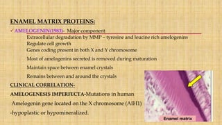 ENAMEL MATRIX PROTEINS:
AMELOGENIN(1983)- Major component
Extracellular degradation by MMP – tyrosine and leucine rich amelogenins
Regulate cell growth
Genes coding present in both X and Y chromosome
Most of amelogenins secreted is removed during maturation
Maintain space between enamel crystals
Remains between and around the crystals
CLINICAL CORRELATION-
AMELOGENESIS IMPERFECTA-Mutations in human
Amelogenin gene located on the X chromosome (AIH1)
-hypoplastic or hypomineralized.
 