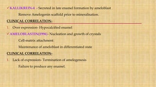 KALLIKREIN-4 - Secreted in late enamel formation by ameloblast
Remove Amelogenin scaffold prior to mineralisation.
CLINICAL CORRELATION-
1. Over expression- Hypocalcified enamel
AMELOBLASTIN(1996)- Nucleation and growth of crystals
Cell-matrix attachment
Maintenance of ameloblast in differentiated state
CLINICAL CORRELATION-
1. Lack of expression- Termination of amelogenesis
Failure to produce any enamel.
 