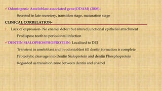 Odontogenic Ameloblast associated gene(ODAM) (2006)-
Secreted in late secretory, transition stage, maturation stage
CLINICAL CORRELATION-
1. Lack of expression- No enamel defect but altered junctional epithelial attachment
Predispose tooth to periodontal infection
DENTIN SIALOPHOSPHOPROTEIN- Localised to DEJ
Transient in ameloblast and in odontoblast till dentin formation is complete
Proteolytic cleavage into Dentin Sialoprotein and dentin Phosphoprotein
Regarded as transition zone between dentin and enamel
 