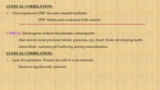 CLINICAL CORRELATION-
1. Over expression DSP- Increase enamel hardness
DPP- Soften and weakened bulk enamel
NBCe1- Electrogenic sodium bicarbonate cotransporter
Also seen in renal proximal tubule, pancreas, eye, heart, brain, developing tooth.
Ameloblast- maintain pH buffering during mineralisation
CLINICAL CORRELATION-
1. Lack of expression- Enamel too soft to even measure
Dentin is significantly softened
 