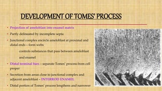 DEVELOPMENT OF TOMES’ PROCESS
• Projection of ameloblast into enamel matrix
• Partly delineated by incomplete septa
• Junctional complex encircle ameloblast at proximal and
distal ends – form webs
controls substances that pass between ameloblast
and enamel
• Distal terminal bars – separate Tomes’ process from cell
proper
• Secretion from areas close to junctional complex and
adjacent ameloblast – INTERROD ENAMEL
• Distal portion of Tomes’ process lengthens and narrower
 
