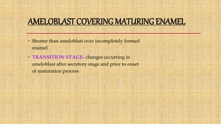 AMELOBLAST COVERING MATURING ENAMEL
• Shorter than ameloblast over incompletely formed
enamel
• TRANSITION STAGE- changes occurring in
ameloblast after secretory stage and prior to onset
of maturation process
 