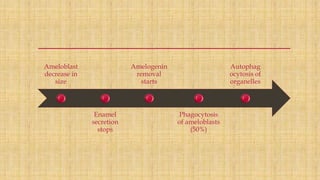 Ameloblast
decrease in
size
Enamel
secretion
stops
Amelogenin
removal
starts
Phagocytosis
of ameloblasts
(50%)
Autophag
ocytosis of
organelles
 