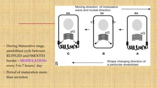 • During Maturative stage,
ameloblast cycle between
RUFFLED and SMOOTH
border – MODULATION-
every 5 to 7 hours/ day
• Period of maturation more
than secretion
 