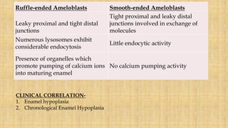 Ruffle-ended Ameloblasts Smooth-ended Ameloblasts
Leaky proximal and tight distal
junctions
Tight proximal and leaky distal
junctions involved in exchange of
molecules
Numerous lysosomes exhibit
considerable endocytosis
Little endocytic activity
Presence of organelles which
promote pumping of calcium ions
into maturing enamel
No calcium pumping activity
CLINICAL CORRELATION-
1. Enamel hypoplasia
2. Chronological Enamel Hypoplasia
 