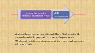 Ameloblast secretes
proteases of different types :
MMP
•Serine proteases
• Membrane bound proteins present in ameloblast – CD63, annexins A2,
lysosomal associated glycoprotein 1 – removal of organic matrix
• 90% of protein lost during maturation, remaining protein envelopes around
individual crystals
 