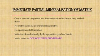 IMMEDIATE PARTIAL MINERALISATION OF MATRIX
• Occurs in matrix segments and interprismatic substance as they are laid
down
• No matrix vesicles, no unmineralised matrix
• No apatite crystal formation
• Initiation of nucleation by hydroxyapatite crystals of dentin
• Initial mineral- OCTACALCIUM PHOSPHATE
 