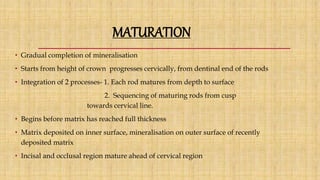 MATURATION
• Gradual completion of mineralisation
• Starts from height of crown progresses cervically, from dentinal end of the rods
• Integration of 2 processes- 1. Each rod matures from depth to surface
2. Sequencing of maturing rods from cusp
towards cervical line.
• Begins before matrix has reached full thickness
• Matrix deposited on inner surface, mineralisation on outer surface of recently
deposited matrix
• Incisal and occlusal region mature ahead of cervical region
 