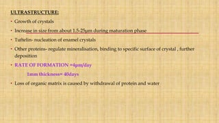 ULTRASTRUCTURE:
• Growth of crystals
• Increase in size from about 1.5-25μm during maturation phase
• Tuftelin- nucleation of enamel crystals
• Other proteins- regulate mineralisation, binding to specific surface of crystal , further
deposition
• RATE OF FORMATION =4μm/day
1mm thickness= 40days
• Loss of organic matrix is caused by withdrawal of protein and water
 