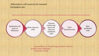 Skin
epithelial
cells
Oral
keratinocytes
Human
embryonic
stem cell
derived
epithelial
cells
Bone marrow
cells
Epithelial cell
rests of
Malassez
Alternative cell sources for enamel
formation are-
[ Jayasudha et al: Enamel regeneration- Current
progress and challenges,
September 2014]
 