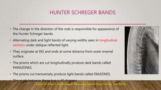 HUNTER SCHREGER BANDS
• The change in the direction of the rods is responsible for appearance of
the Hunter Schreger bands.
• Alternating dark and light bands of varying widths seen in longitudinal
sections under oblique reflected light.
• They originate at DEJ and ends at some distance from outer enamel
surface.
• The prisms which are cut longitudinally produce dark bands called
PARAZONES.
• The prisms cut transversely produce light bands called DIAZONES.
• The angle between these two is 40 degrees.
Kumar GS. Orban's oral histology & embryology. Elsevier Health Sciences; 2014 Feb 10.
 