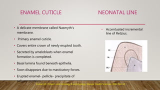 ENAMEL CUTICLE NEONATAL LINE
• A delicate membrane called Nasmyth’s
membrane.
• Primary enamel cuticle.
• Covers entire crown of newly erupted tooth.
• Secreted by ameloblasts when enamel
formation is completed.
• Basal lamina found beneath epithelia.
• Soon disappears due to masticatory forces.
• Erupted enamel- pellicle- precipitate of
salivary proteins.
• Accentuated incremental
line of Retzius.
Kumar GS. Orban's oral histology & embryology. Elsevier Health Sciences; 2014 Feb 10.
 