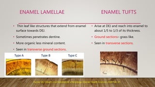 ENAMEL LAMELLAE ENAMEL TUFTS
• Thin leaf like structures that extend from enamel
surface towards DEJ.
• Sometimes penetrates dentine.
• More organic less mineral content.
• Seen in transverse ground sections.
Kumar GS. Orban's oral histology & embryology. Elsevier Health Sciences; 2014 Feb 10.
• Arise at DEJ and reach into enamel to
about 1/5 to 1/3 of its thickness.
• Ground sections– grass like.
• Seen in transverse sections.
 