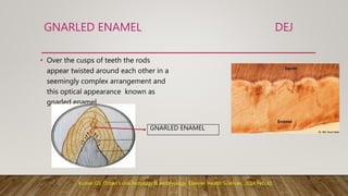 GNARLED ENAMEL DEJ
• Over the cusps of teeth the rods
appear twisted around each other in a
seemingly complex arrangement and
this optical appearance known as
gnarled enamel.
GNARLED ENAMEL
Kumar GS. Orban's oral histology & embryology. Elsevier Health Sciences; 2014 Feb 10.
 