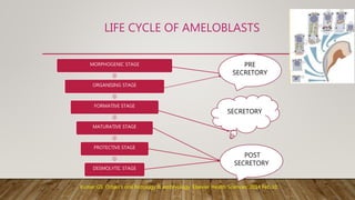 LIFE CYCLE OF AMELOBLASTS
MORPHOGENIC STAGE
ORGANISING STAGE
FORMATIVE STAGE
MATURATIVE STAGE
PROTECTIVE STAGE
DESMOLYTIC STAGE
POST
SECRETORY
PRE
SECRETORY
SSECRETORY
Kumar GS. Orban's oral histology & embryology. Elsevier Health Sciences; 2014 Feb 10.
 