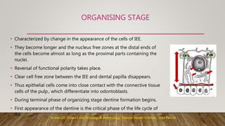 ORGANISING STAGE
• Characterized by change in the appearance of the cells of IEE.
• They become longer and the nucleus free zones at the distal ends of
the cells become almost as long as the proximal parts containing the
nuclei.
• Reversal of functional polarity takes place.
• Clear cell free zone between the IEE and dental papilla disappears.
• Thus epithelial cells come into close contact with the connective tissue
cells of the pulp., which differentiate into odontoblasts.
• During terminal phase of organizing stage dentine formation begins.
• First appearance of the dentine is the critical phase of the life cycle of
IEE.
Kumar GS. Orban's oral histology & embryology. Elsevier Health Sciences; 2014 Feb 10.
 